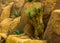 Joshua tree growing in a desert scenery, tropical evergreen plant specie from America