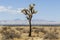 Joshua Tree in Industrial Desert