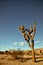 Joshua tree at Joshua Tree National Park