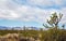 Joshua tree in mountainous Nevada desert landscape