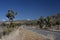 Joshua Tree National Park