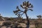 Joshua Tree National Park