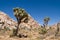 Joshua Tree National Park