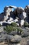 Joshua Tree National Park