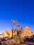 Joshua Tree National Park