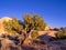 Joshua Tree National Park