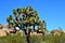 Joshua Tree National Park