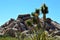 Joshua Tree National Park