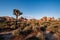 Joshua Tree National Park is an American national park in California, east of Los Angeles. The park is named for the Joshua trees