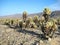 Joshua Tree National Park (Cholla Cactus Garden)