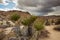 Joshua Tree National Park Fan Palms on Mastodon Peak Loop Trail