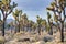 Joshua Tree National Park with fully grown Joshua trees in the open grassland