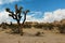 Joshua Tree National Park, Mojave Desert, California