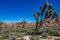 Joshua Tree National Park in Springtime