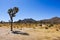 Joshua Tree National Park view