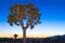 Joshua Tree and the New Moon