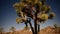 Joshua Tree at Night Full Moon - Time Lapse - Dolly Pan - 4K