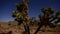 Joshua Tree at Night Full Moon - Time Lapse - Dolly Pan - 4K