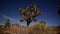 Joshua Tree at Night Full Moon - Time Lapse - Dolly Pan - 4K