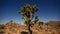 Joshua Tree at Night Full Moon - Time Lapse - Slider Pan