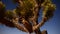 Joshua Tree at Night Full Moon - Time Lapse - Slider Pan