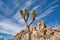Joshua tree or palm tree yuccas against huge rocks at Joshua Tree National Park