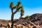 Joshua Tree Plant Over Rocky Desert