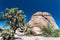 Joshua Tree beside a Rock