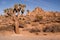 Joshua Tree With Rock Formation Landscape California National Park