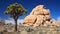 Joshua Tree and Rock Formations