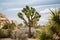 Joshua Tree and Rock Formations