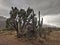 Joshua tree and saguaros on the edge of the sonoran desert under stormy skies