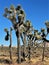 Joshua Tree sentinels