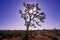 Joshua Tree silhouette, desert in bloom, CA