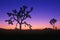 Joshua Tree silhouette, desert in bloom, CA