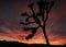 A Joshua Tree Silhouetted Against a Blazing Sunset Sky at Joshua Tree National Park