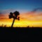 Joshua Tree Sunset