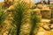 Joshua tree with the tree branches in closeup, Evergreen plant specie from the desert of America