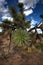 Joshua Tree Up close in the Arizona Desert