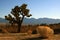 Joshua Tree View from Lake Los Angeles in the high desert of southern California