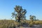 Joshua tree in warm bright light