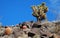 Joshua Tree (Yucca brevifolia) on Arden Peak near Las Vegaas, Nevada.