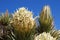 Joshua Tree (Yucca brevifolia) flower.