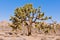 Joshua Tree Yucca brevifolia NP CA US