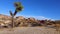 Joshua Tree Yucca brevifolia and red rock formations. A panoramic view in Joshua Tree National Park. CA