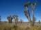 Joshua Trees