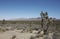 Joshua trees in Arizona