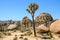 Joshua trees, cactus, wildflowers, and boulders in the desert landscape of Southern California