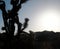 Joshua Trees And Cholla Sunset Silhouette