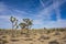 Joshua Trees in Desert